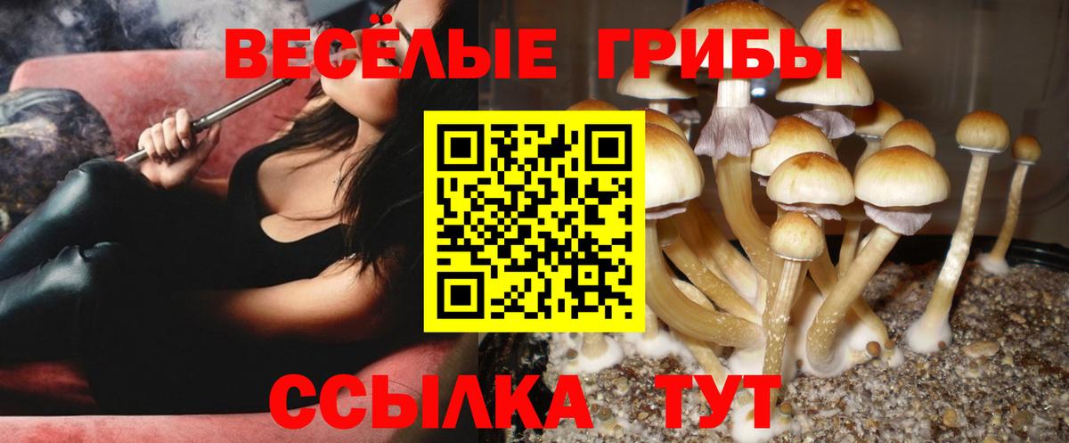 Тайшет  Псилоцибиновые грибы Psilocybe  Вход с VPN 
